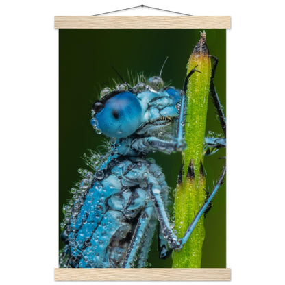 Hufeisen Azurjunger im Taukleid - Printree.ch Auge, Blume, Farbe, farbig, Fauna, Fliege, Frühling, grün, im Freien, Insekt, Käfer, Makro, Nahaufnahme, Natur, natürlich, Pflanze, schön, Sommer, Tierwelt, Tilmann Schnyder, Umwelt, wild