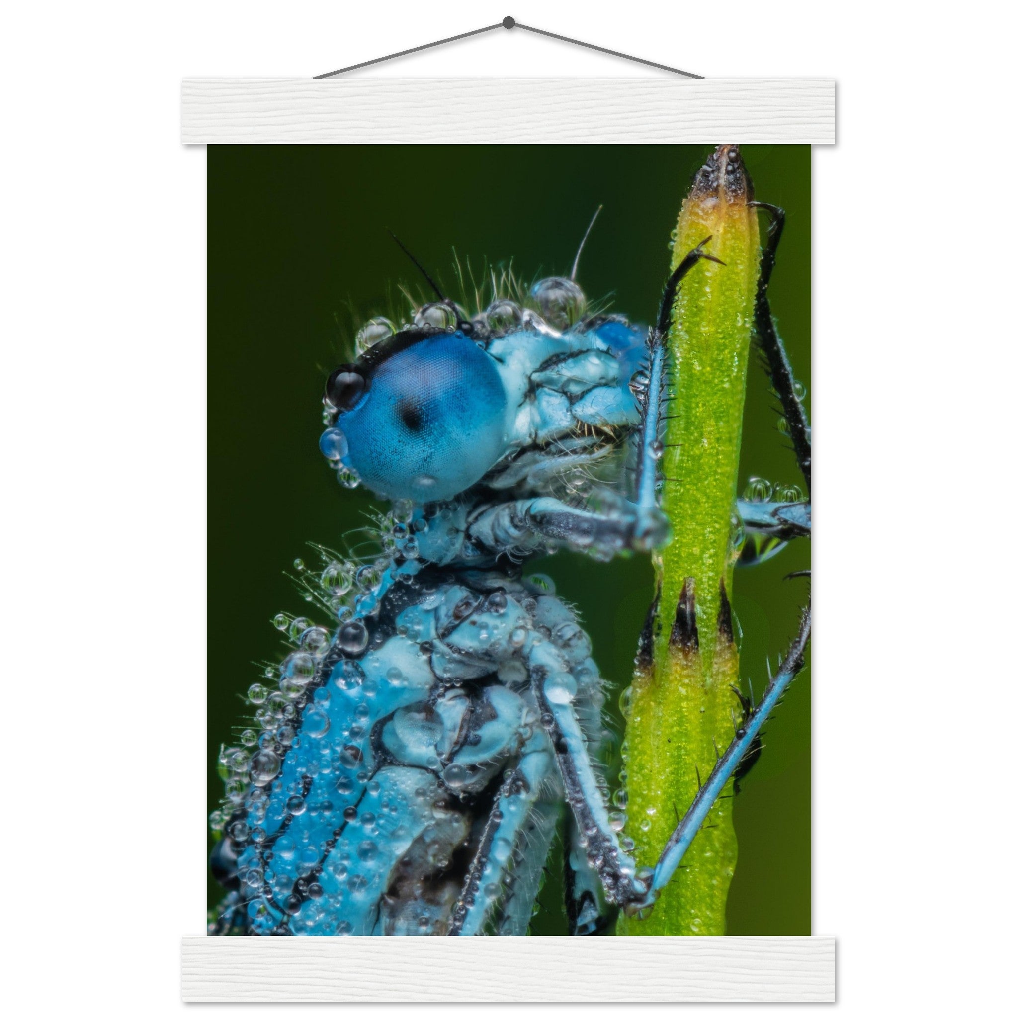 Hufeisen Azurjunger im Taukleid - Printree.ch Auge, Blume, Farbe, farbig, Fauna, Fliege, Frühling, grün, im Freien, Insekt, Käfer, Makro, Nahaufnahme, Natur, natürlich, Pflanze, schön, Sommer, Tierwelt, Tilmann Schnyder, Umwelt, wild