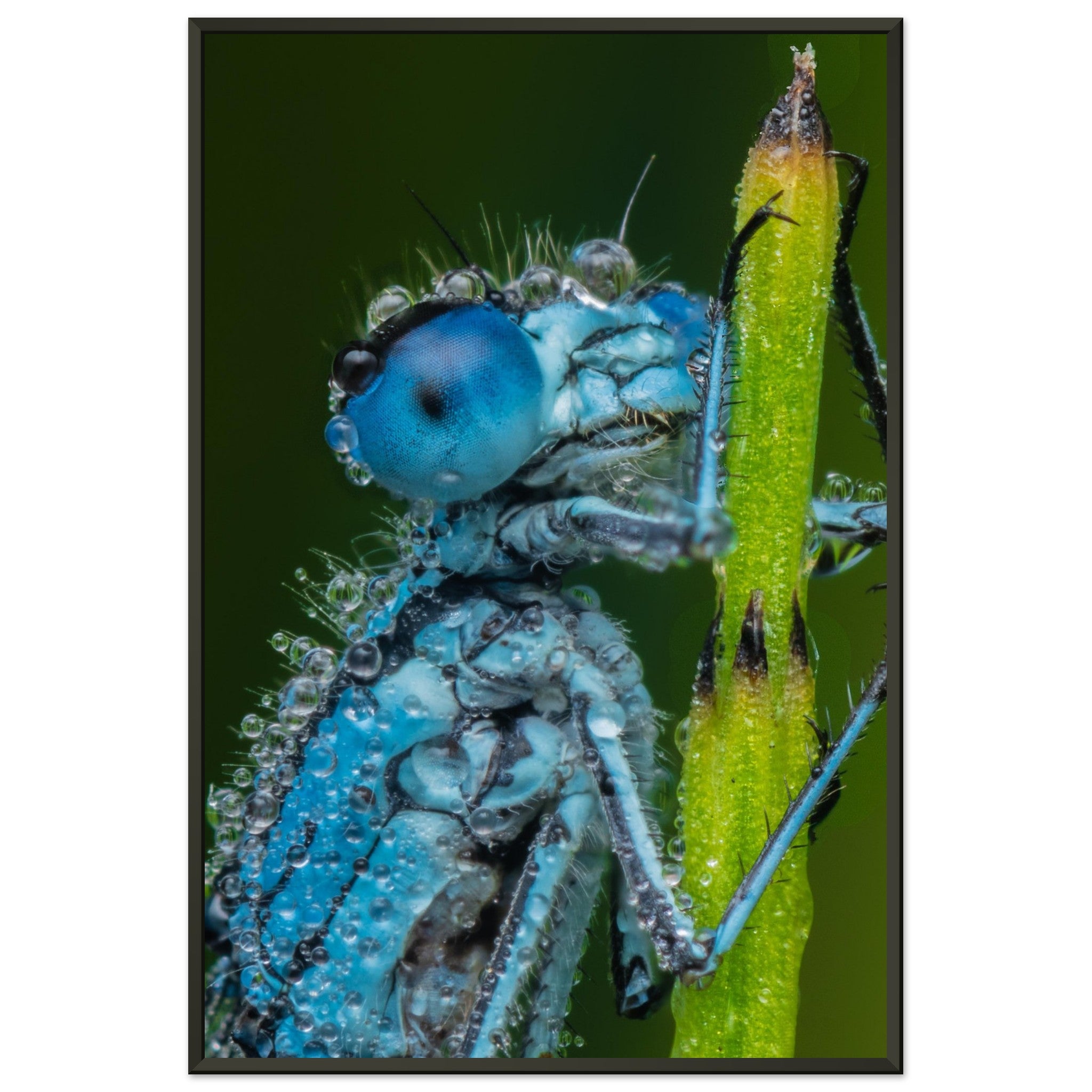 Hufeisen Azurjunger im Taukleid - Printree.ch Auge, Blume, Farbe, farbig, Fauna, Fliege, Frühling, grün, im Freien, Insekt, Käfer, Makro, Nahaufnahme, Natur, natürlich, Pflanze, schön, Sommer, Tierwelt, Tilmann Schnyder, Umwelt, wild