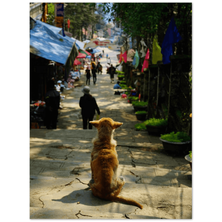 Hund in SaPa - Printree.ch asiatisch, Asien, einfachschweizer, exklusiv, Foto, Fotografie, haustier, hund, im freien, niedlich, Poster, rasse, Reisen, schön, straße, städtisch, tier, vietnam