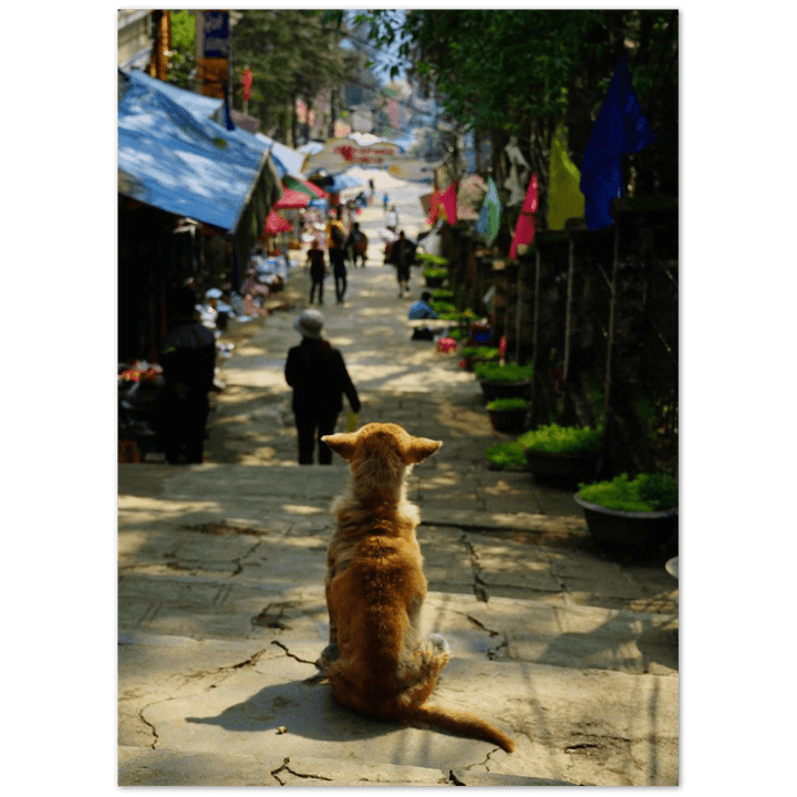 Hund in SaPa - Printree.ch asiatisch, Asien, einfachschweizer, exklusiv, Foto, Fotografie, haustier, hund, im freien, niedlich, Poster, rasse, Reisen, schön, straße, städtisch, tier, vietnam