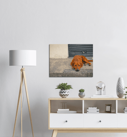 Hundeblick - Printree.ch einfachschweizer, eisen, exklusiv, Foto, Fotografie, haustier, hund, im freien, niedlich, Poster, rasse, Reisen, straße, städtisch, Südamerika, tier, Tiere