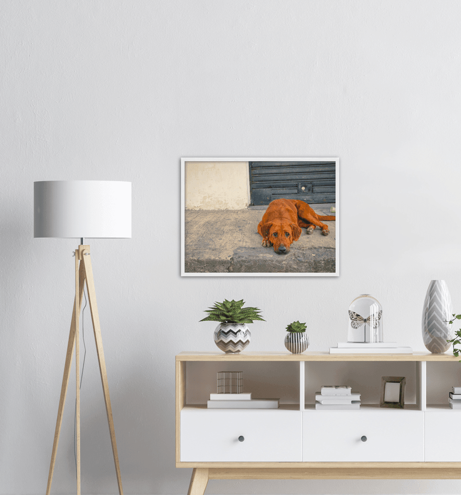 Hundeblick - Printree.ch einfachschweizer, eisen, exklusiv, Foto, Fotografie, haustier, hund, im freien, niedlich, Poster, rasse, Reisen, straße, städtisch, Südamerika, tier, Tiere