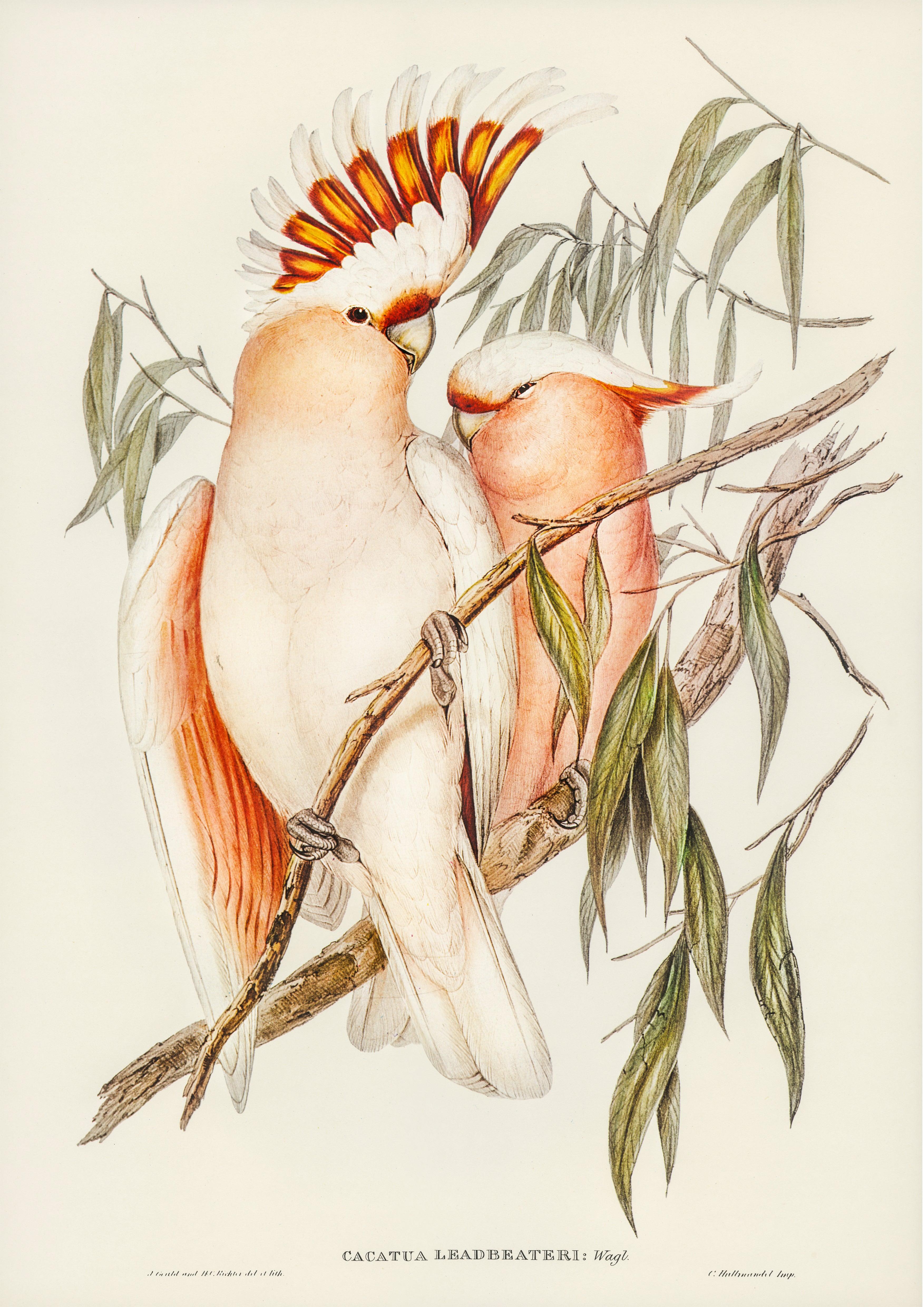 Inkakakadu (Lophochroa leadbeateri_ Syn. Cacatua leadbeateri) - Printree.ch farbenfroh, handgezeichnet, john gould, Ornithologie, Poster, Singvogel, vintage, Vogel