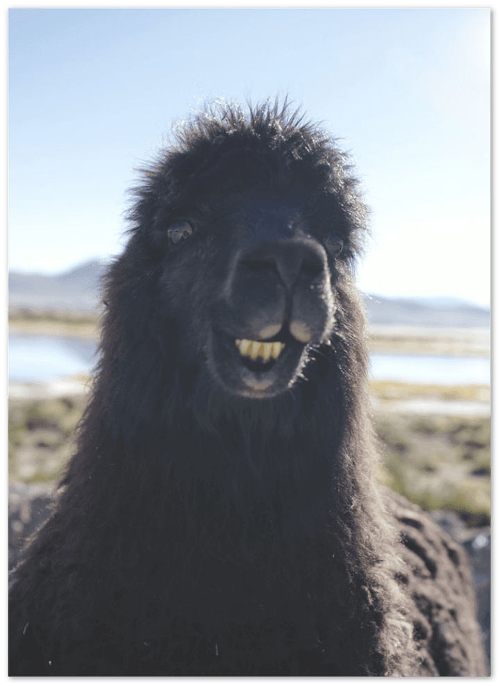 Lächelndes - Alpaca - Printree.ch berge, einfachschweizer, exklusiv, Foto, Fotografie, landschaft, Natur, Poster, Reisen, Südamerika, Tiere, tourismus