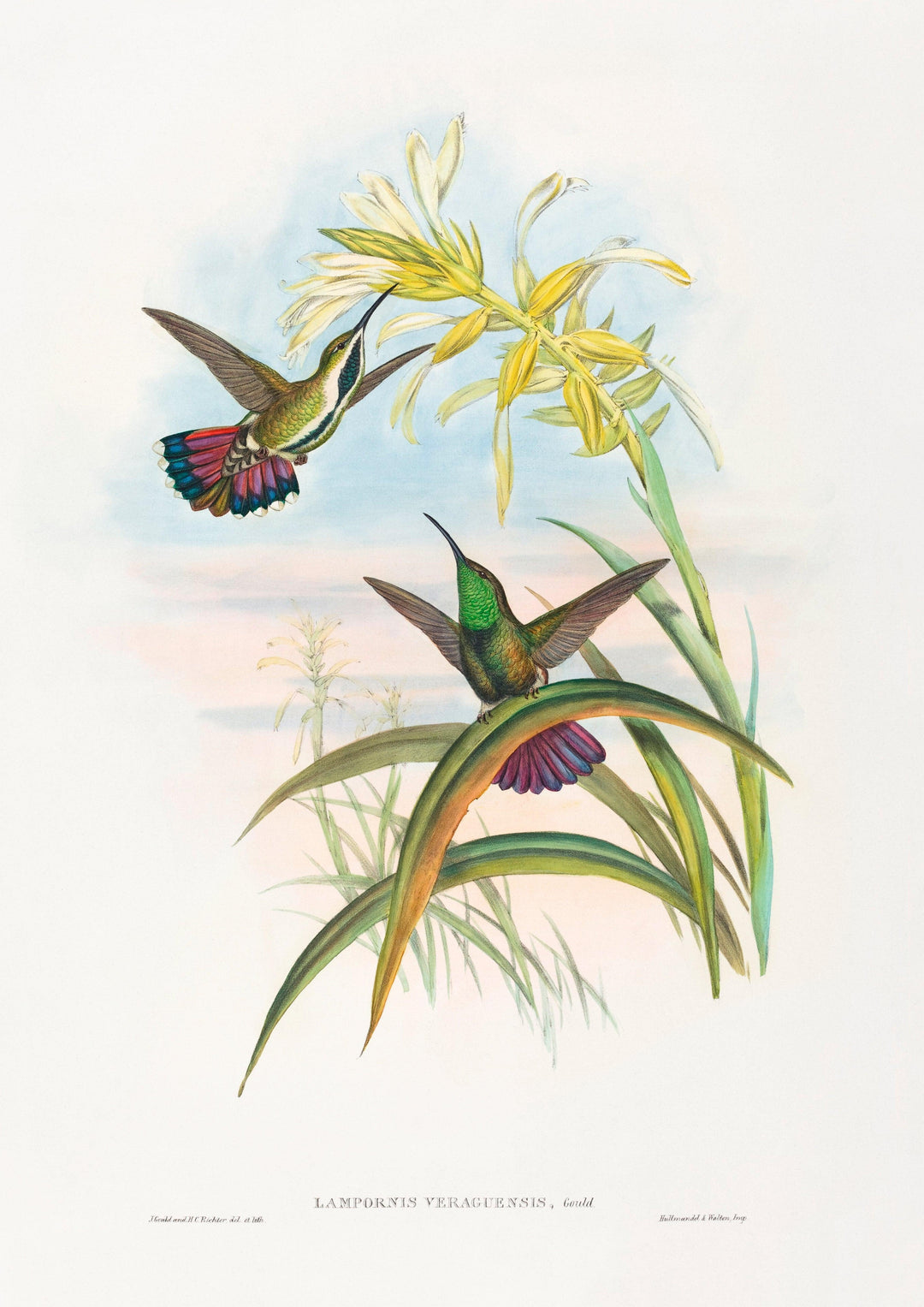 Lampornis veraguensis (Veraguanische Mango) - Printree.ch Aquarell, farbenfroh, Malerei, Ornithologie, Poster, Singvogel, vintage, Vogel, wildes Leben, wildlife