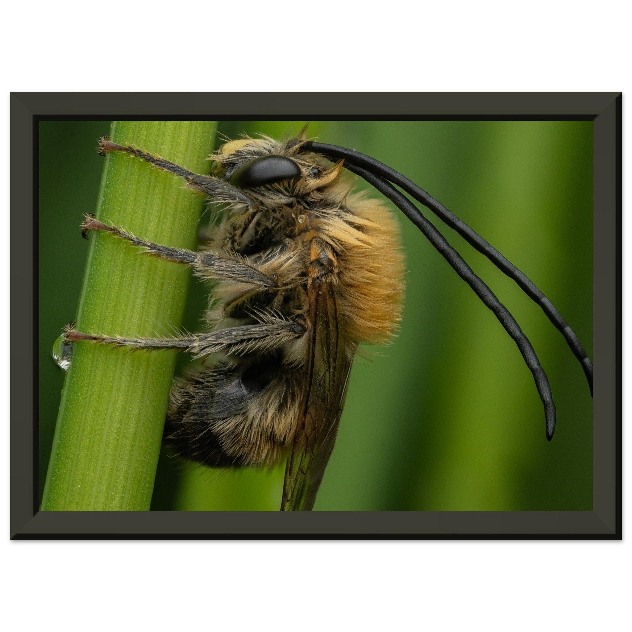 Langhornbiene am Schlafplatz - Printree.ch Auge, Blume, erstaunliche natur, Farbe, farbig, Fauna, Fliege, Frühling, grün, im Freien, Insekt, Käfer, Macro, Makro, Nahaufnahme, Natur, Naturschönheit, natürlich, Pflanze, schön, Sommer, Tierwelt, Tilmann Schnyder, Umwelt, wild, Wildtiere