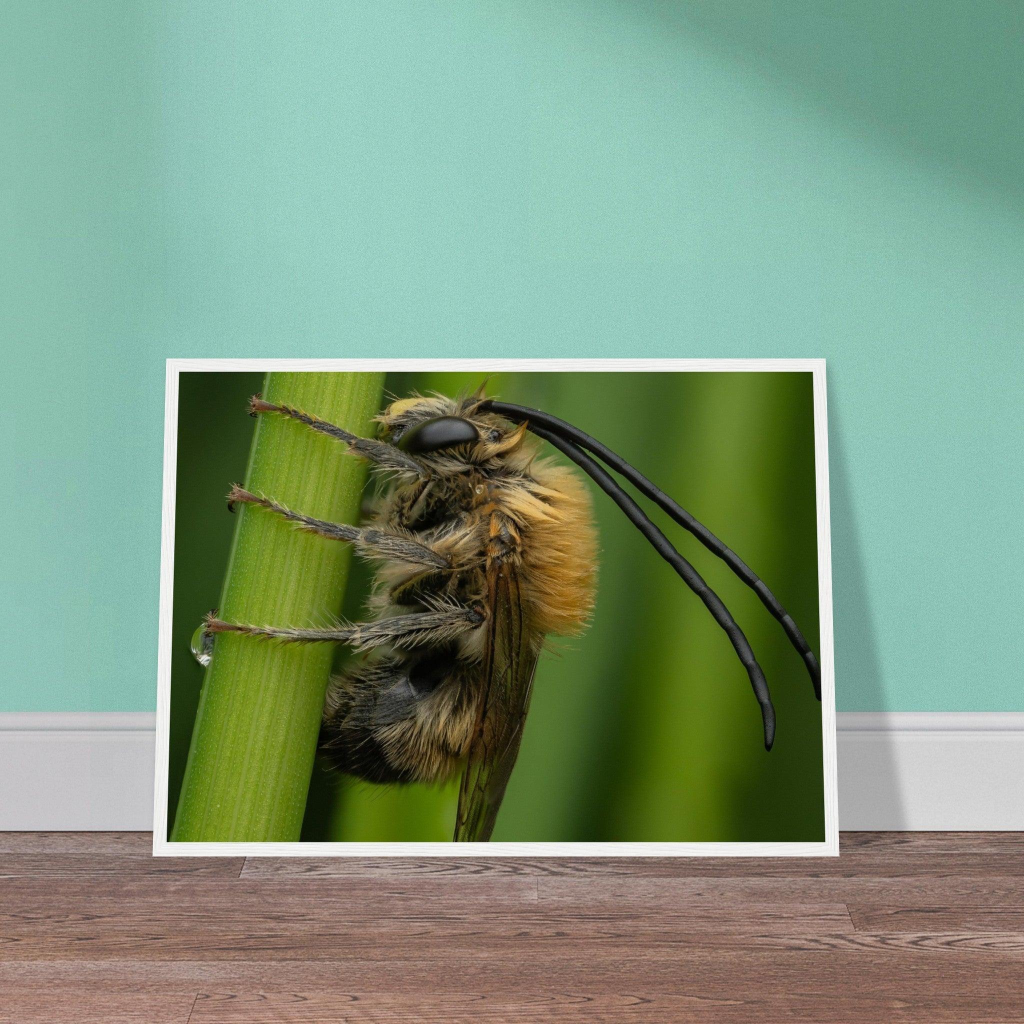 Langhornbiene am Schlafplatz - Printree.ch Auge, Blume, erstaunliche natur, Farbe, farbig, Fauna, Fliege, Frühling, grün, im Freien, Insekt, Käfer, Macro, Makro, Nahaufnahme, Natur, Naturschönheit, natürlich, Pflanze, schön, Sommer, Tierwelt, Tilmann Schnyder, Umwelt, wild, Wildtiere