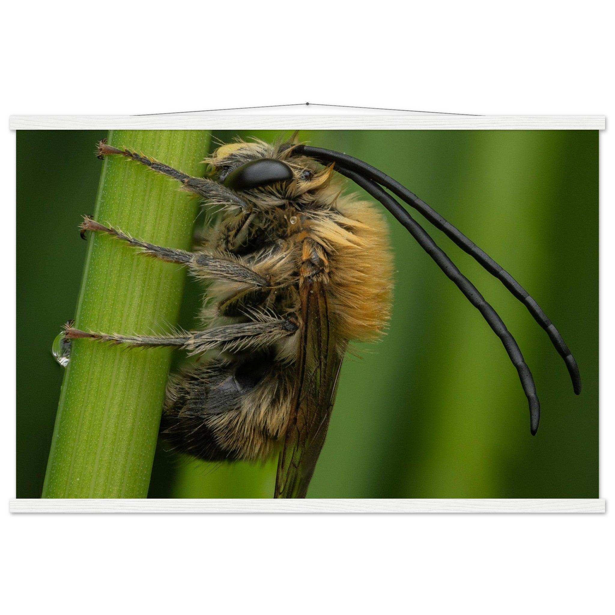 Langhornbiene am Schlafplatz - Printree.ch Auge, Blume, erstaunliche natur, Farbe, farbig, Fauna, Fliege, Frühling, grün, im Freien, Insekt, Käfer, Macro, Makro, Nahaufnahme, Natur, Naturschönheit, natürlich, Pflanze, schön, Sommer, Tierwelt, Tilmann Schnyder, Umwelt, wild, Wildtiere