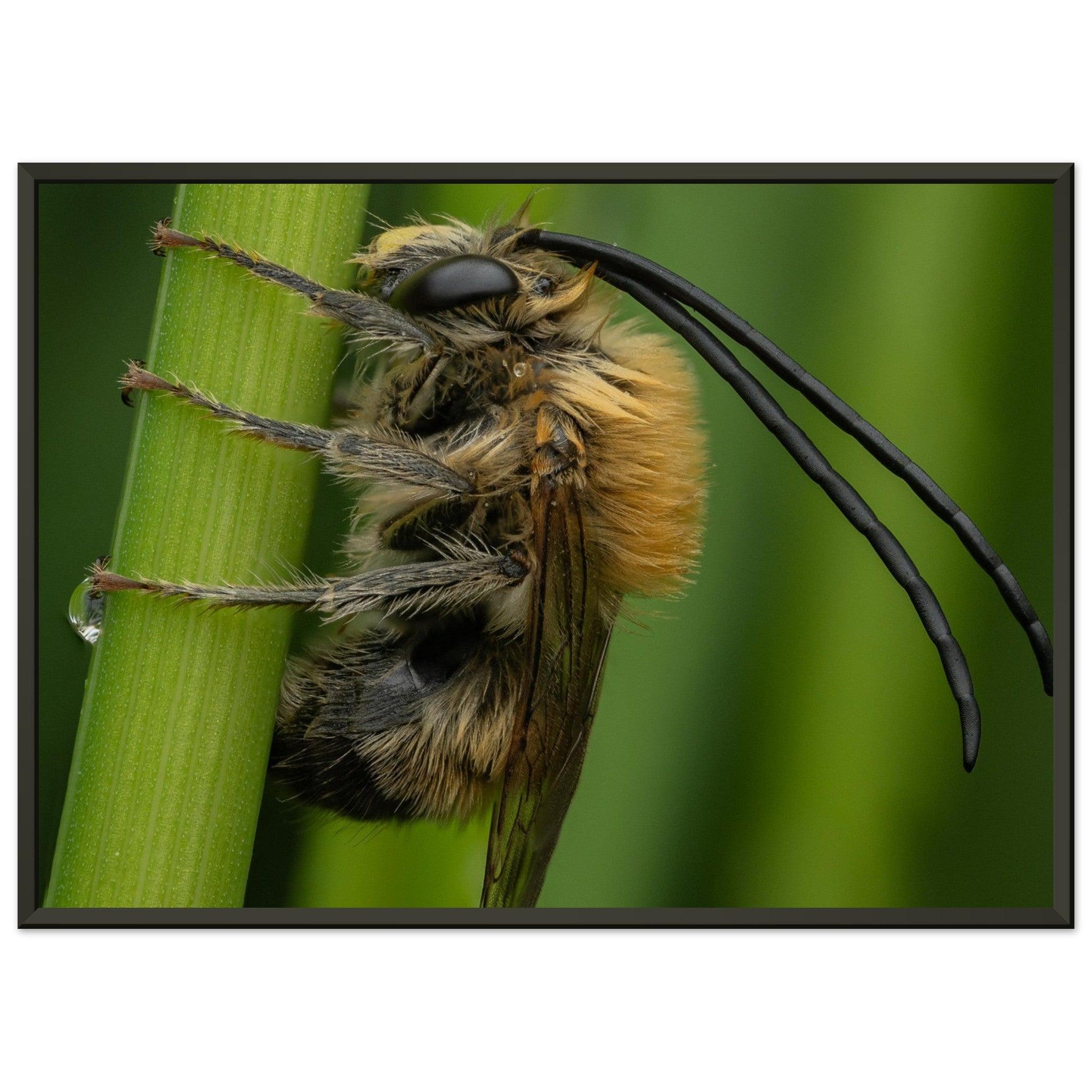 Langhornbiene am Schlafplatz - Printree.ch Auge, Blume, erstaunliche natur, Farbe, farbig, Fauna, Fliege, Frühling, grün, im Freien, Insekt, Käfer, Macro, Makro, Nahaufnahme, Natur, Naturschönheit, natürlich, Pflanze, schön, Sommer, Tierwelt, Tilmann Schnyder, Umwelt, wild, Wildtiere