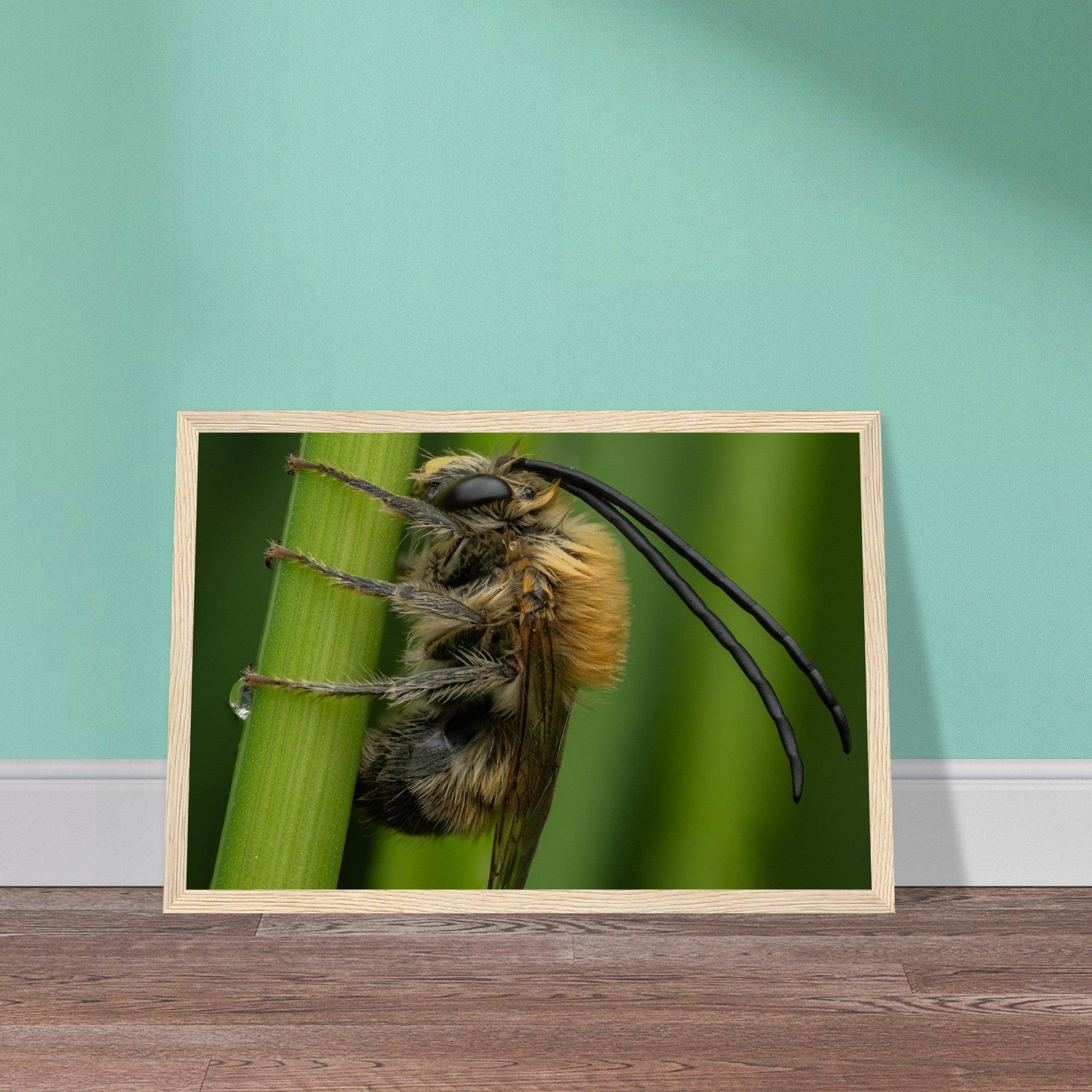 Langhornbiene am Schlafplatz - Printree.ch Auge, Blume, erstaunliche natur, Farbe, farbig, Fauna, Fliege, Frühling, grün, im Freien, Insekt, Käfer, Macro, Makro, Nahaufnahme, Natur, Naturschönheit, natürlich, Pflanze, schön, Sommer, Tierwelt, Tilmann Schnyder, Umwelt, wild, Wildtiere