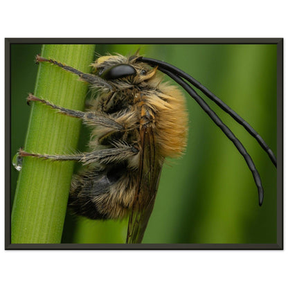 Langhornbiene am Schlafplatz - Printree.ch Auge, Blume, erstaunliche natur, Farbe, farbig, Fauna, Fliege, Frühling, grün, im Freien, Insekt, Käfer, Macro, Makro, Nahaufnahme, Natur, Naturschönheit, natürlich, Pflanze, schön, Sommer, Tierwelt, Tilmann Schnyder, Umwelt, wild, Wildtiere