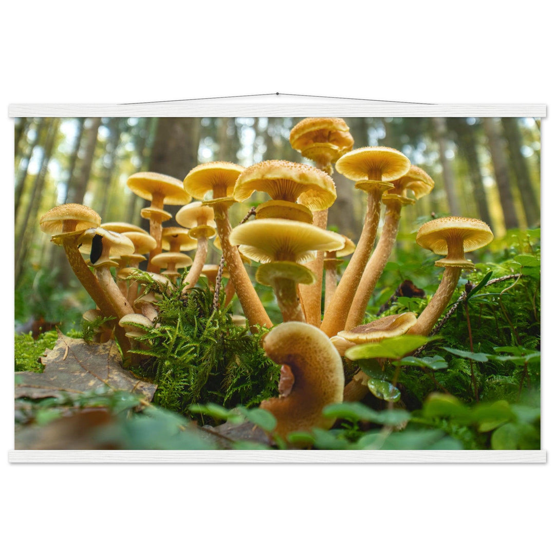 Lebendige Gemeinschaft: Pilzkolonie im Waldlicht - Printree.ch Foto, Fotografie, Makro, Makrofotografie, Martin_Reichenbach, Natur, pilz, wald, Waldgebiet