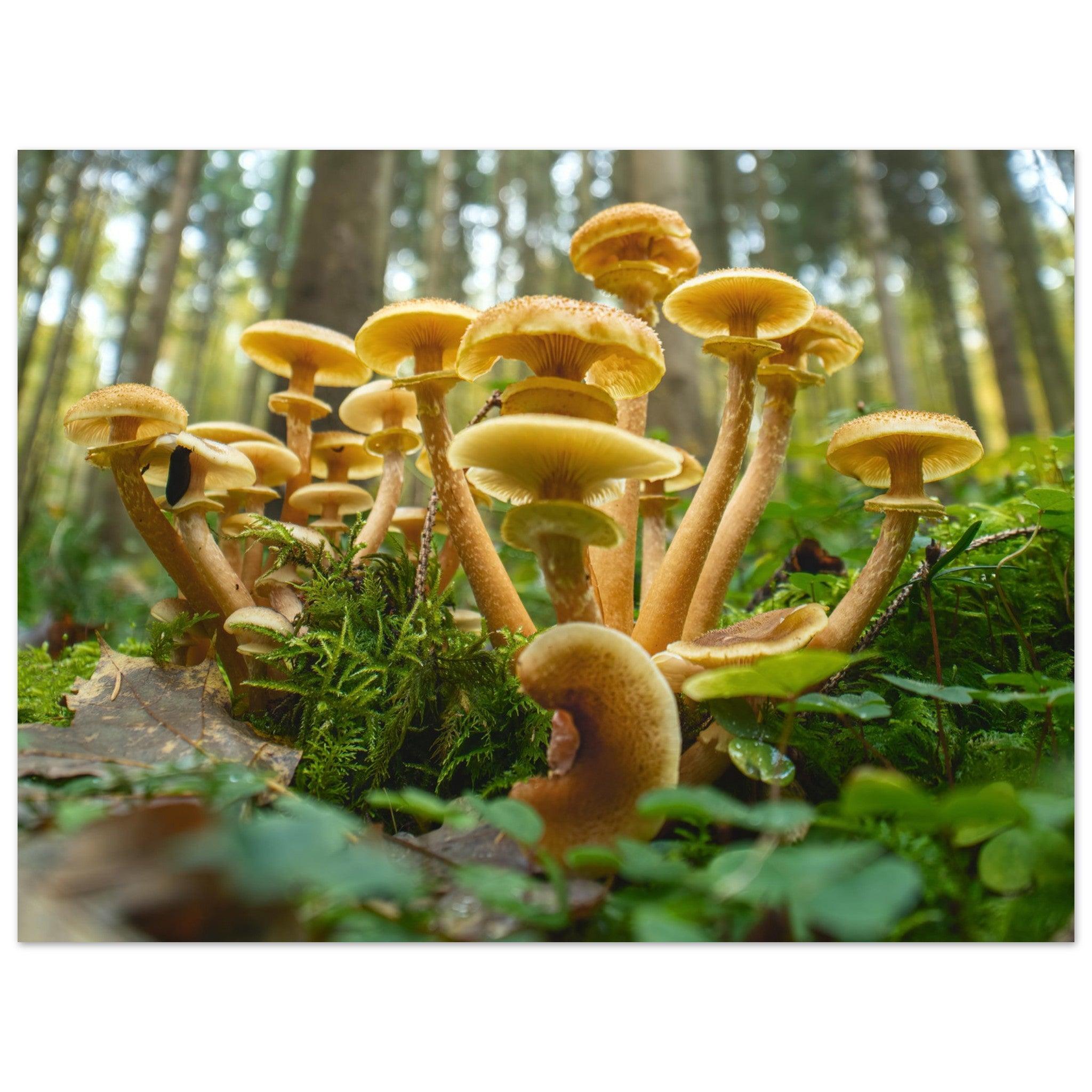 Lebendige Gemeinschaft: Pilzkolonie im Waldlicht - Printree.ch Foto, Fotografie, Makro, Makrofotografie, Martin_Reichenbach, Natur, pilz, wald, Waldgebiet