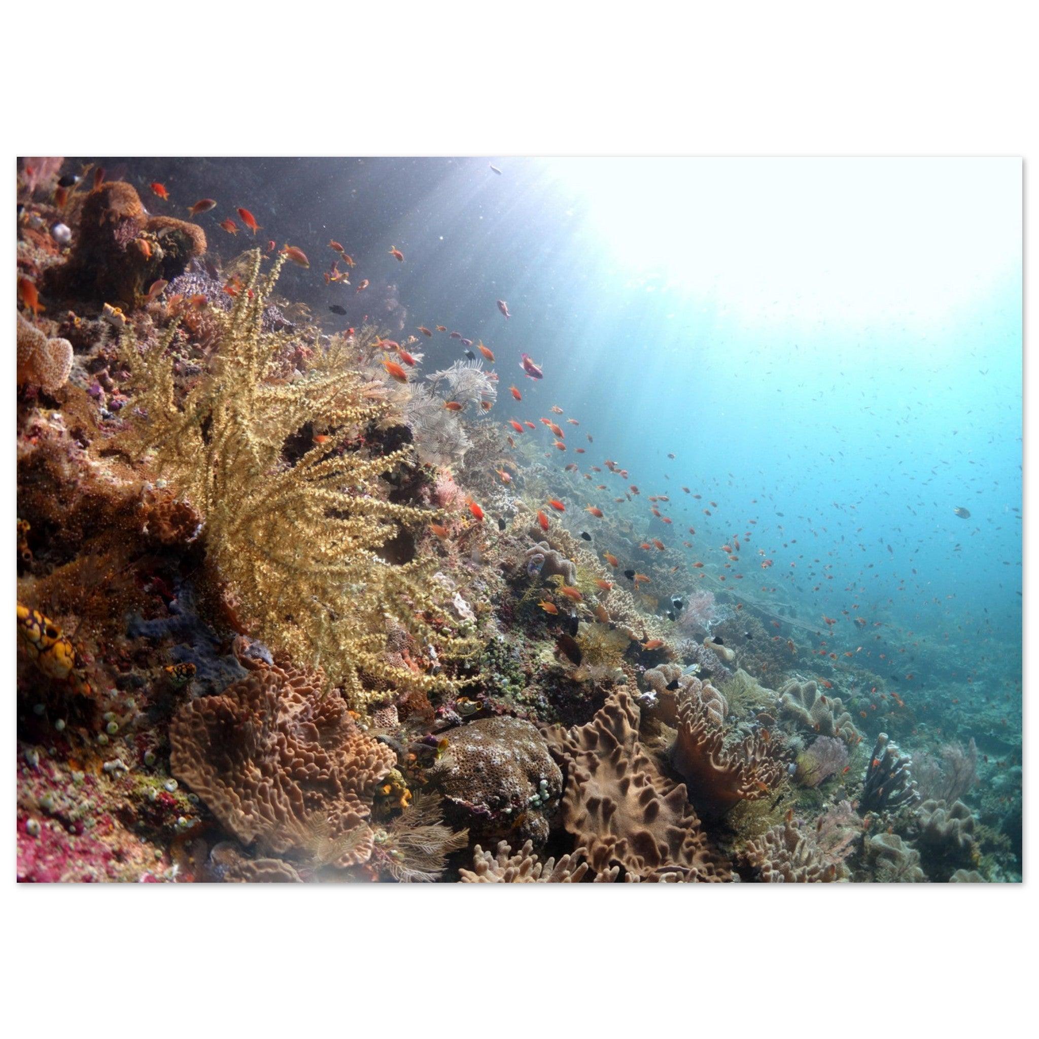 Lebensraum Korallenriff: Raja Ampat - Printree.ch Fisch, Foto, Fotografie, meer, Meereslandschaft, ozean, SABRINA SIGNER, Unterwasserwelt