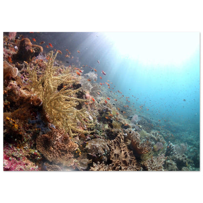 Lebensraum Korallenriff: Raja Ampat - Printree.ch Fisch, Foto, Fotografie, meer, Meereslandschaft, ozean, SABRINA SIGNER, Unterwasserwelt