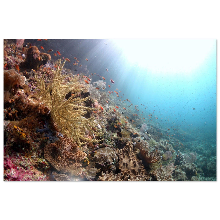 Lebensraum Korallenriff: Raja Ampat - Printree.ch Fisch, Foto, Fotografie, meer, Meereslandschaft, ozean, SABRINA SIGNER, Unterwasserwelt