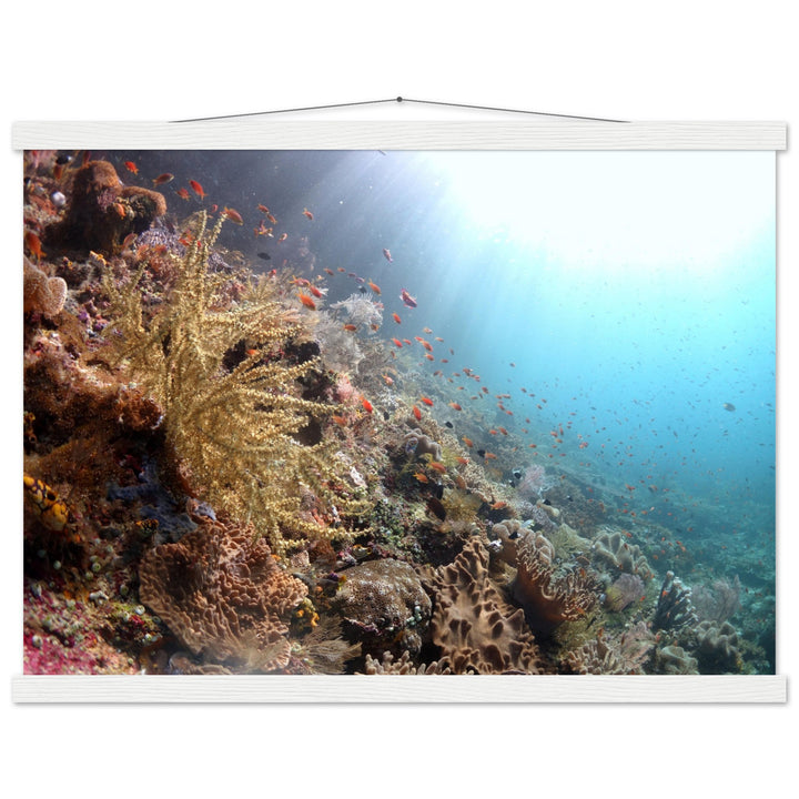 Lebensraum Korallenriff: Raja Ampat - Printree.ch Fisch, Foto, Fotografie, meer, Meereslandschaft, ozean, SABRINA SIGNER, Unterwasserwelt