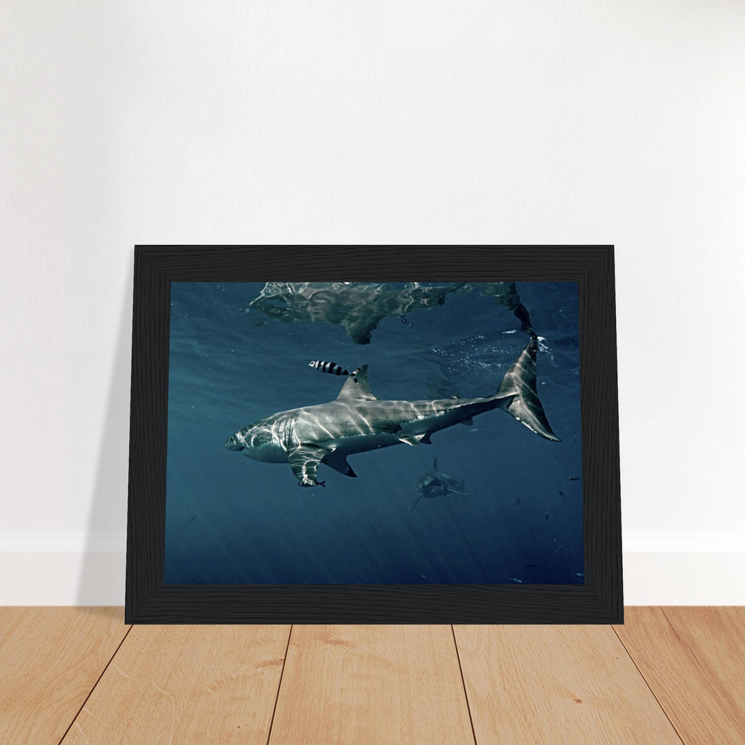 Majestätische Begegnung: Grosse Weisse Haie - Printree.ch Fisch, Foto, Fotografie, meer, Meereslandschaft, ozean, SABRINA SIGNER, Unterwasserwelt