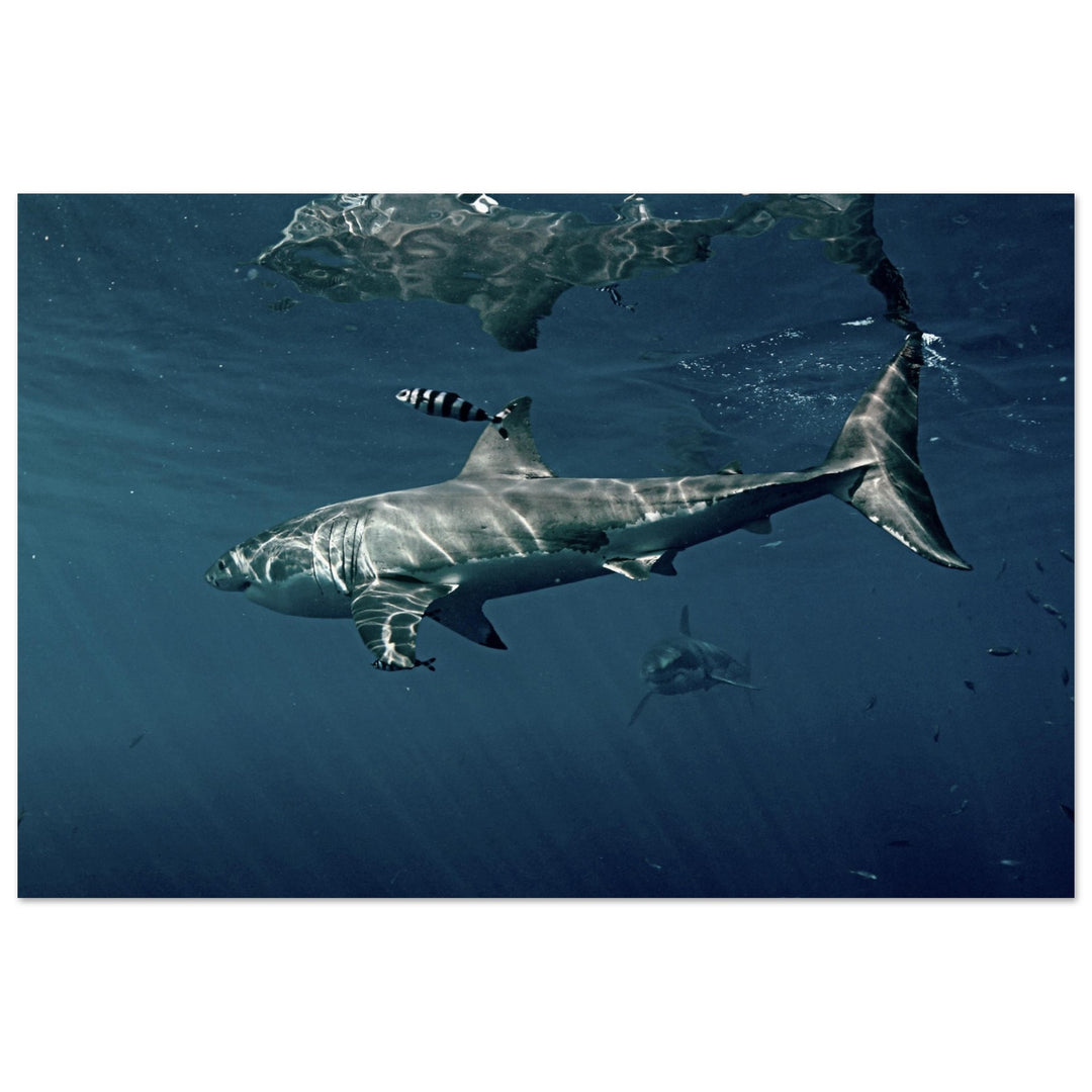 Majestätische Begegnung: Grosse Weisse Haie - Printree.ch Fisch, Foto, Fotografie, meer, Meereslandschaft, ozean, SABRINA SIGNER, Unterwasserwelt