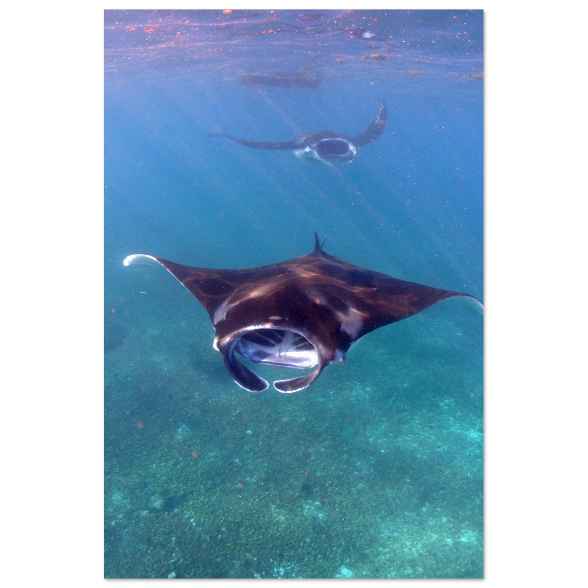 Manta-Zug in Komodo - Printree.ch Fisch, Foto, Fotografie, meer, Meereslandschaft, ozean, SABRINA SIGNER, Unterwasserwelt