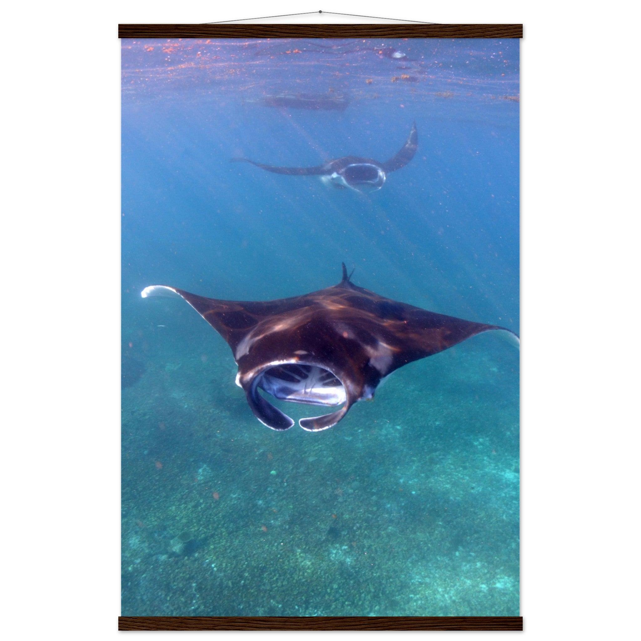 Manta-Zug in Komodo - Printree.ch Fisch, Foto, Fotografie, meer, Meereslandschaft, ozean, SABRINA SIGNER, Unterwasserwelt