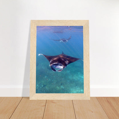 Manta-Zug in Komodo - Printree.ch Fisch, Foto, Fotografie, meer, Meereslandschaft, ozean, SABRINA SIGNER, Unterwasserwelt