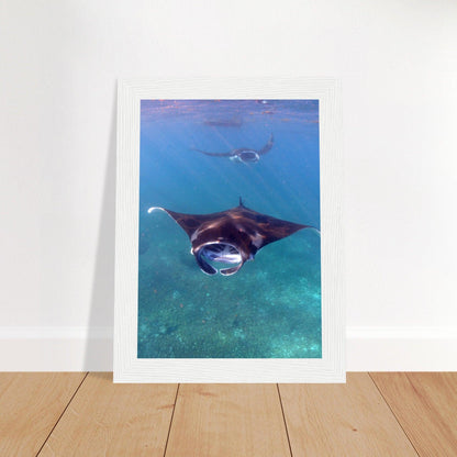 Manta-Zug in Komodo - Printree.ch Fisch, Foto, Fotografie, meer, Meereslandschaft, ozean, SABRINA SIGNER, Unterwasserwelt