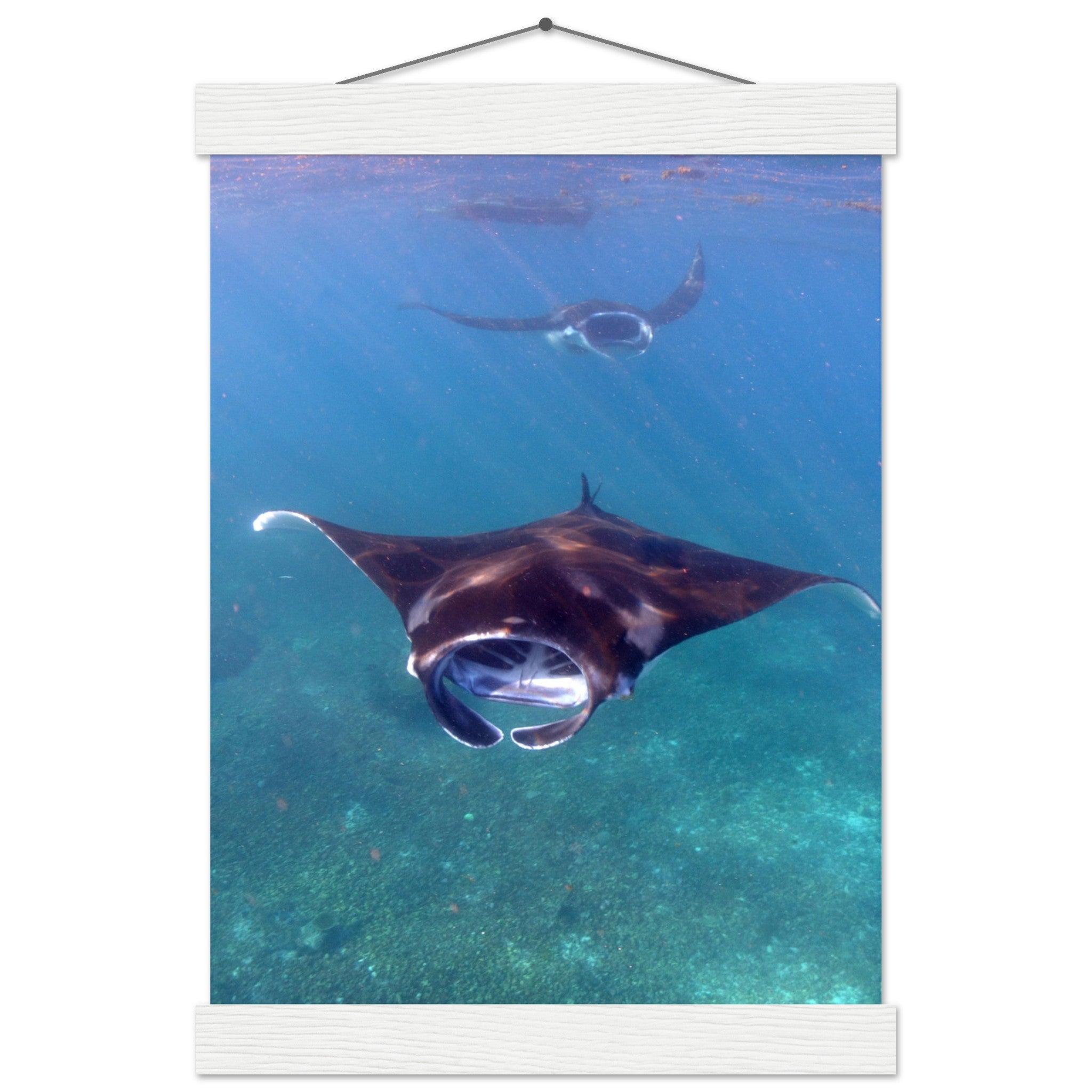 Manta-Zug in Komodo - Printree.ch Fisch, Foto, Fotografie, meer, Meereslandschaft, ozean, SABRINA SIGNER, Unterwasserwelt