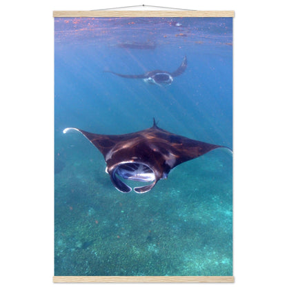 Manta-Zug in Komodo - Printree.ch Fisch, Foto, Fotografie, meer, Meereslandschaft, ozean, SABRINA SIGNER, Unterwasserwelt