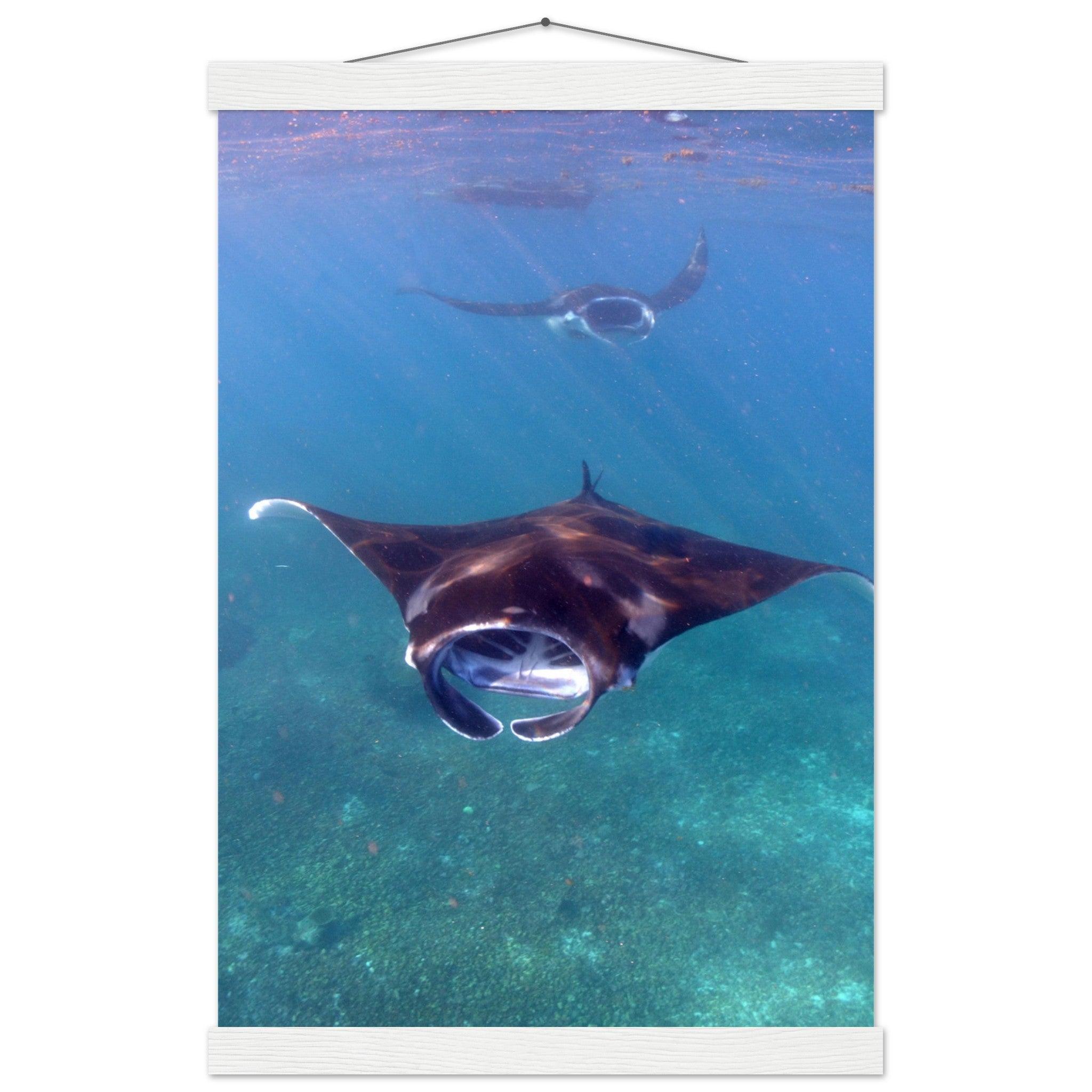 Manta-Zug in Komodo - Printree.ch Fisch, Foto, Fotografie, meer, Meereslandschaft, ozean, SABRINA SIGNER, Unterwasserwelt