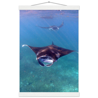 Manta-Zug in Komodo - Printree.ch Fisch, Foto, Fotografie, meer, Meereslandschaft, ozean, SABRINA SIGNER, Unterwasserwelt