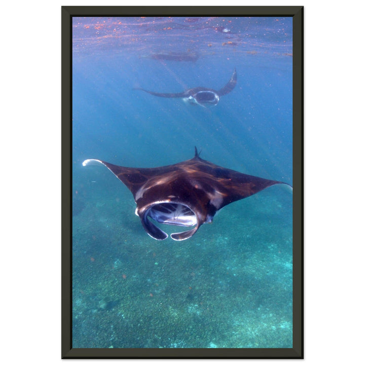 Manta-Zug in Komodo - Printree.ch Fisch, Foto, Fotografie, meer, Meereslandschaft, ozean, SABRINA SIGNER, Unterwasserwelt