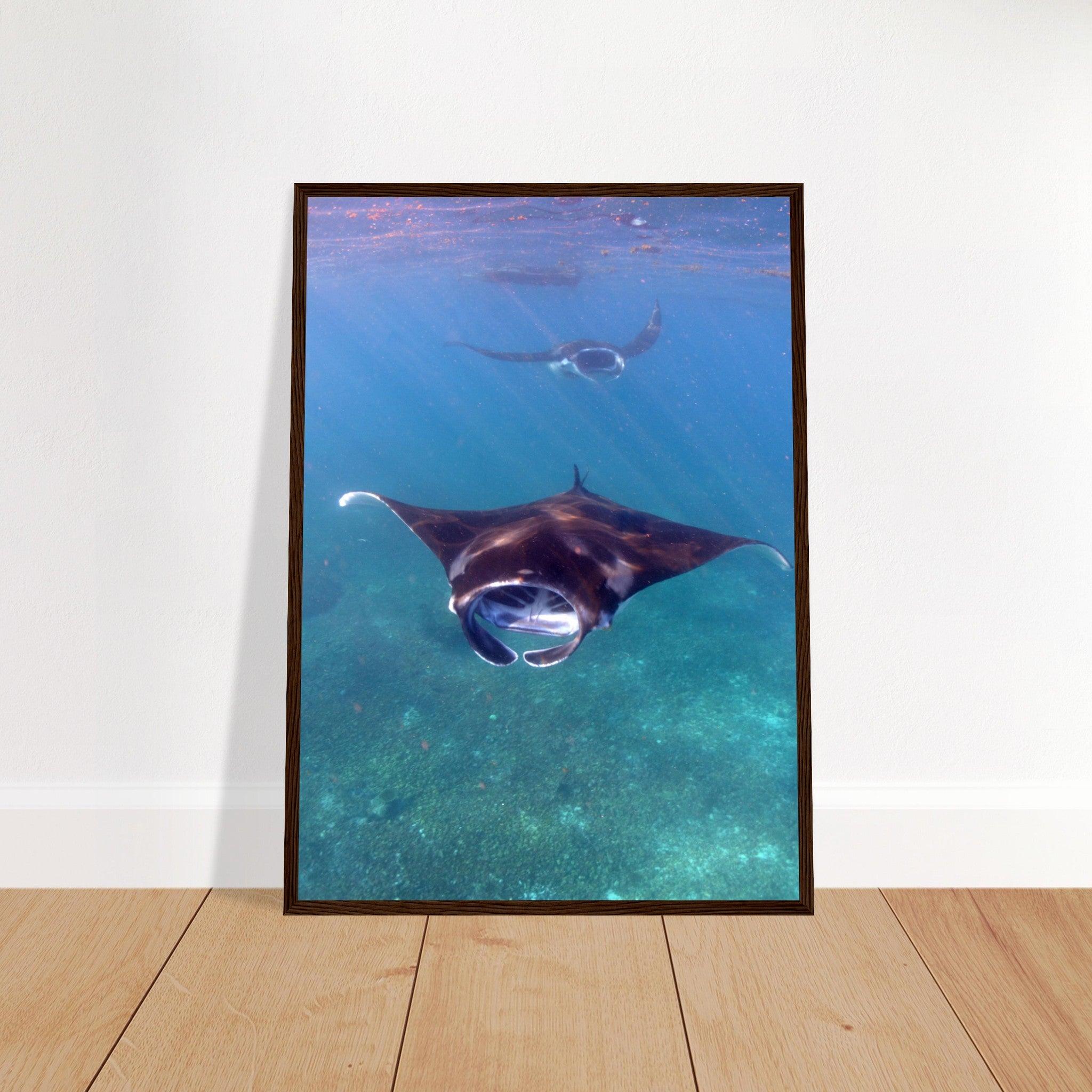 Manta-Zug in Komodo - Printree.ch Fisch, Foto, Fotografie, meer, Meereslandschaft, ozean, SABRINA SIGNER, Unterwasserwelt