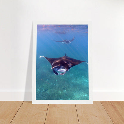 Manta-Zug in Komodo - Printree.ch Fisch, Foto, Fotografie, meer, Meereslandschaft, ozean, SABRINA SIGNER, Unterwasserwelt