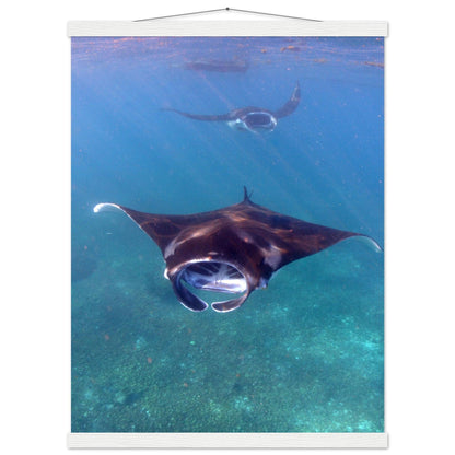 Manta-Zug in Komodo - Printree.ch Fisch, Foto, Fotografie, meer, Meereslandschaft, ozean, SABRINA SIGNER, Unterwasserwelt