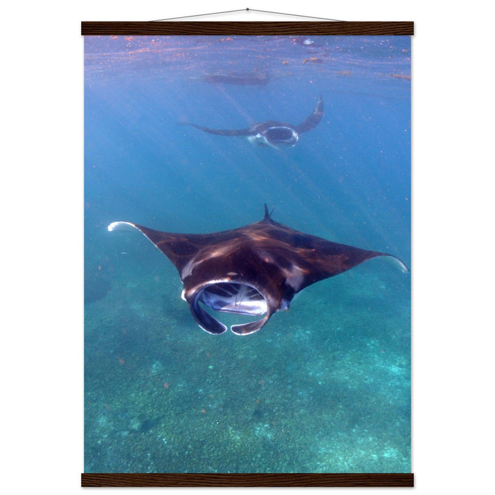 Manta-Zug in Komodo - Printree.ch Fisch, Foto, Fotografie, meer, Meereslandschaft, ozean, SABRINA SIGNER, Unterwasserwelt