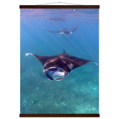 Manta-Zug in Komodo - Printree.ch Fisch, Foto, Fotografie, meer, Meereslandschaft, ozean, SABRINA SIGNER, Unterwasserwelt