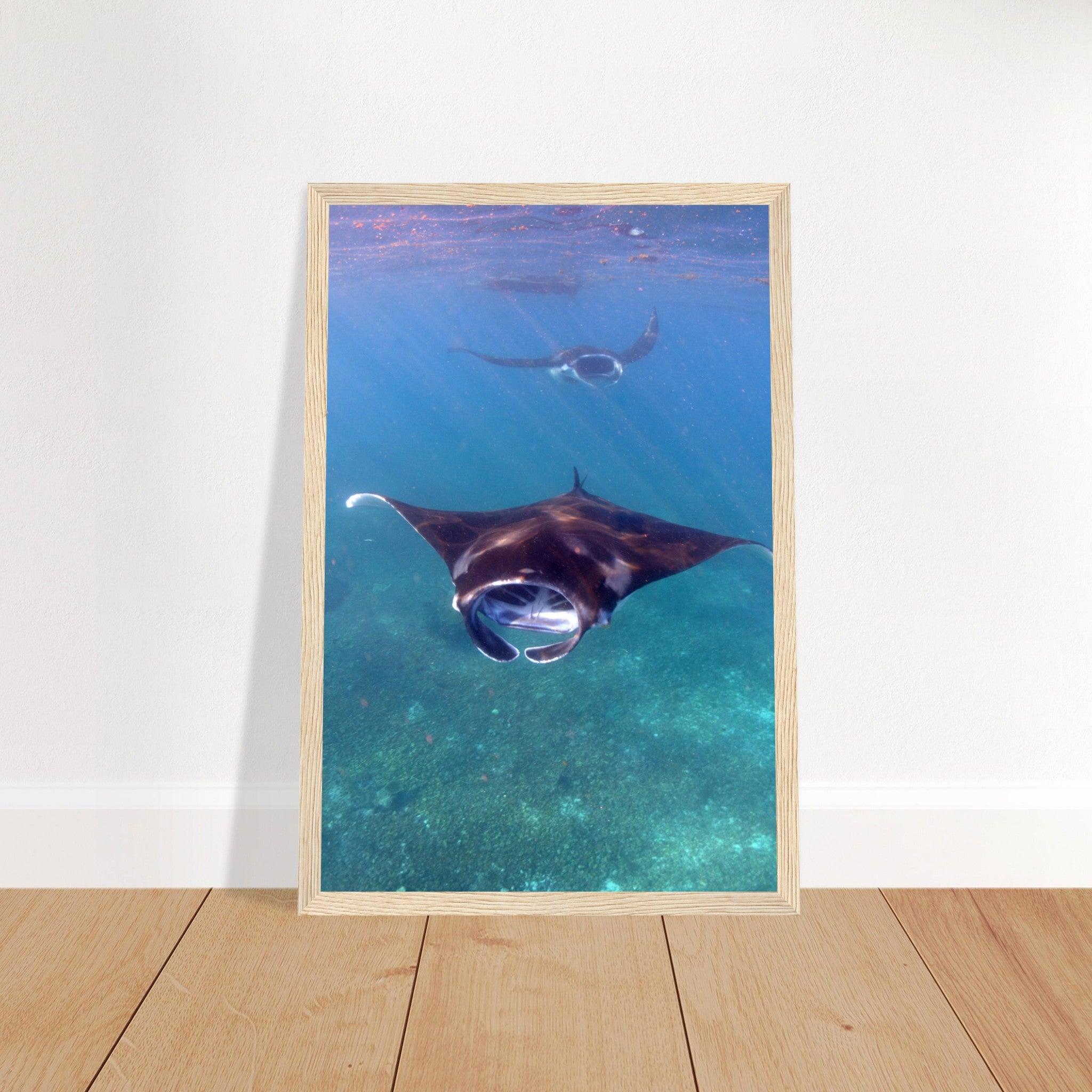 Manta-Zug in Komodo - Printree.ch Fisch, Foto, Fotografie, meer, Meereslandschaft, ozean, SABRINA SIGNER, Unterwasserwelt