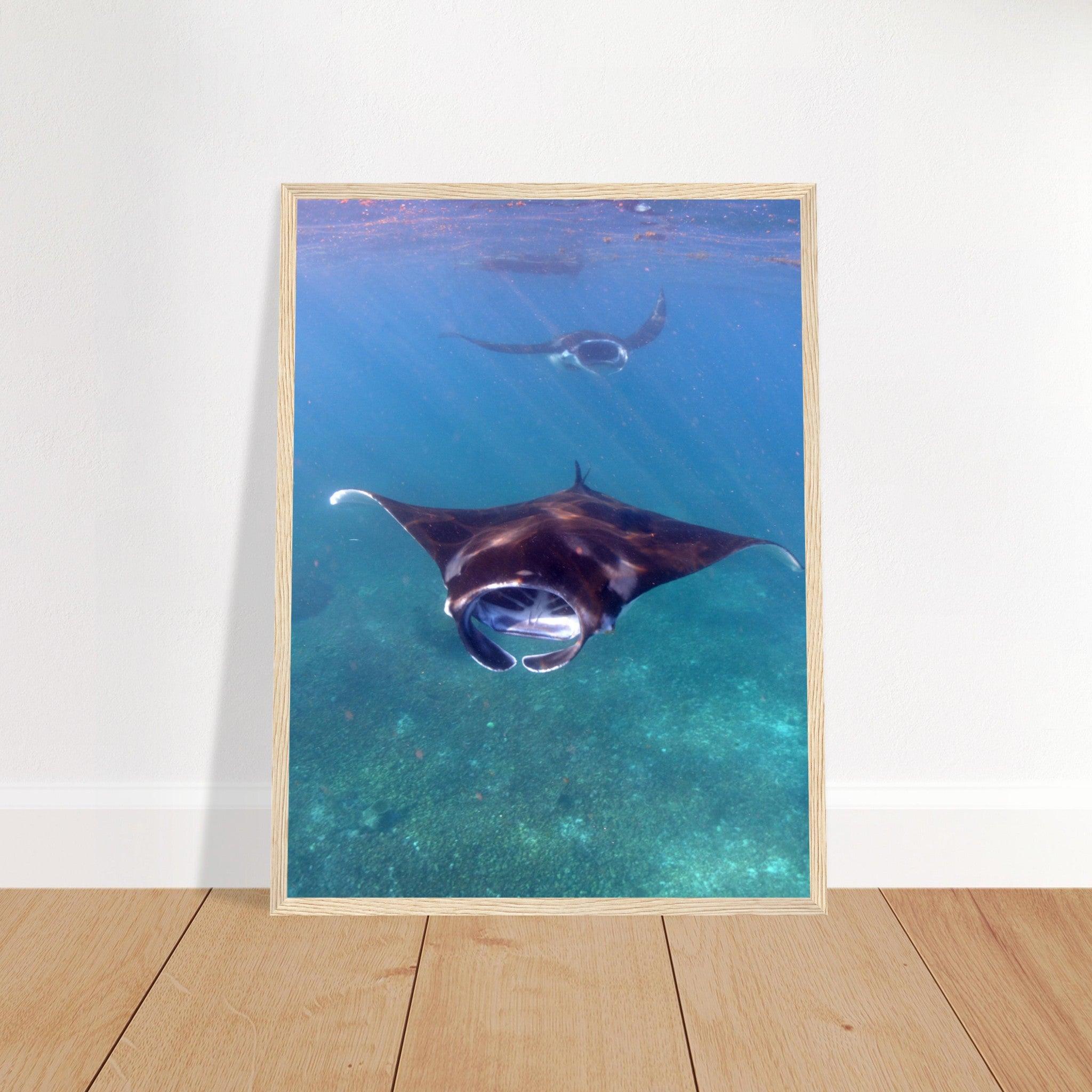 Manta-Zug in Komodo - Printree.ch Fisch, Foto, Fotografie, meer, Meereslandschaft, ozean, SABRINA SIGNER, Unterwasserwelt