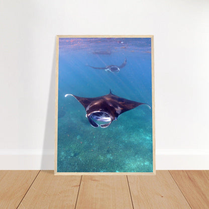 Manta-Zug in Komodo - Printree.ch Fisch, Foto, Fotografie, meer, Meereslandschaft, ozean, SABRINA SIGNER, Unterwasserwelt