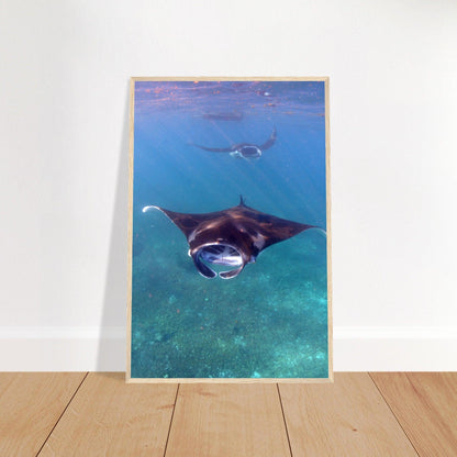 Manta-Zug in Komodo - Printree.ch Fisch, Foto, Fotografie, meer, Meereslandschaft, ozean, SABRINA SIGNER, Unterwasserwelt