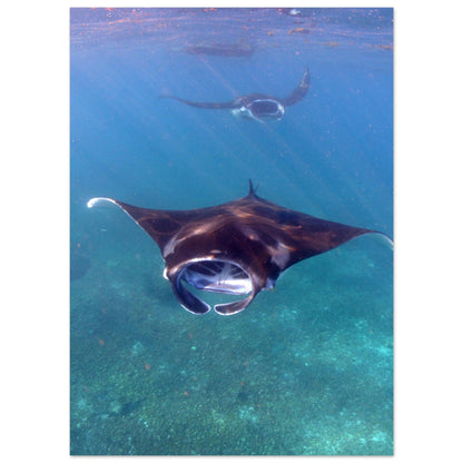 Manta-Zug in Komodo - Printree.ch Fisch, Foto, Fotografie, meer, Meereslandschaft, ozean, SABRINA SIGNER, Unterwasserwelt