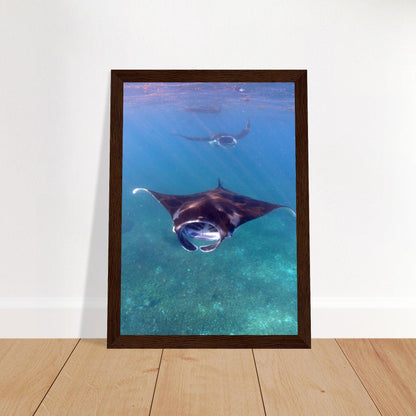 Manta-Zug in Komodo - Printree.ch Fisch, Foto, Fotografie, meer, Meereslandschaft, ozean, SABRINA SIGNER, Unterwasserwelt