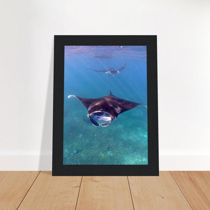 Manta-Zug in Komodo - Printree.ch Fisch, Foto, Fotografie, meer, Meereslandschaft, ozean, SABRINA SIGNER, Unterwasserwelt