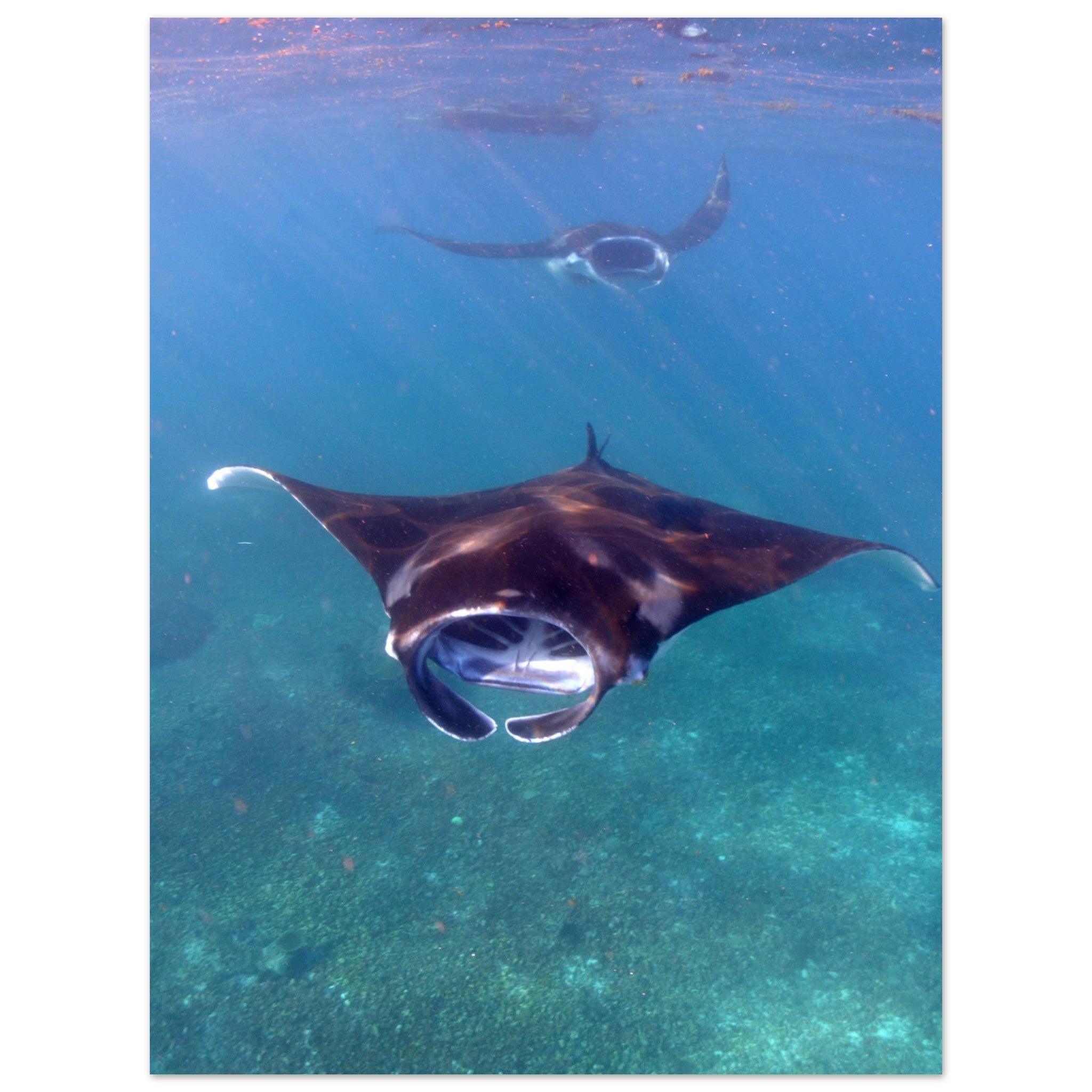 Manta-Zug in Komodo - Printree.ch Fisch, Foto, Fotografie, meer, Meereslandschaft, ozean, SABRINA SIGNER, Unterwasserwelt