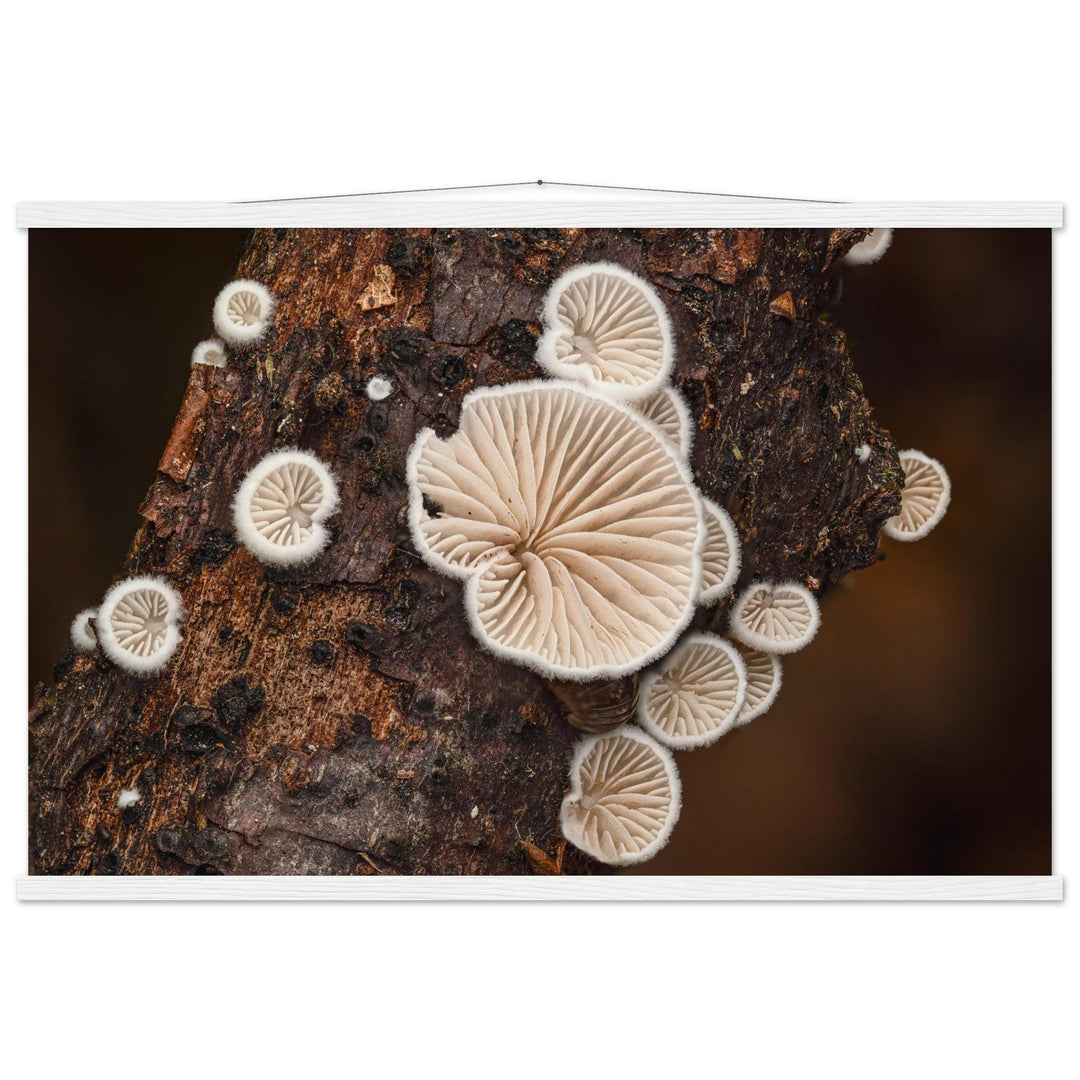 Mikrokosmos im Gleichgewicht: Pilzformation am Baumstamm - Printree.ch Foto, Fotografie, Makro, Makrofotografie, Martin_Reichenbach, Natur, pilz, wald, Waldgebiet