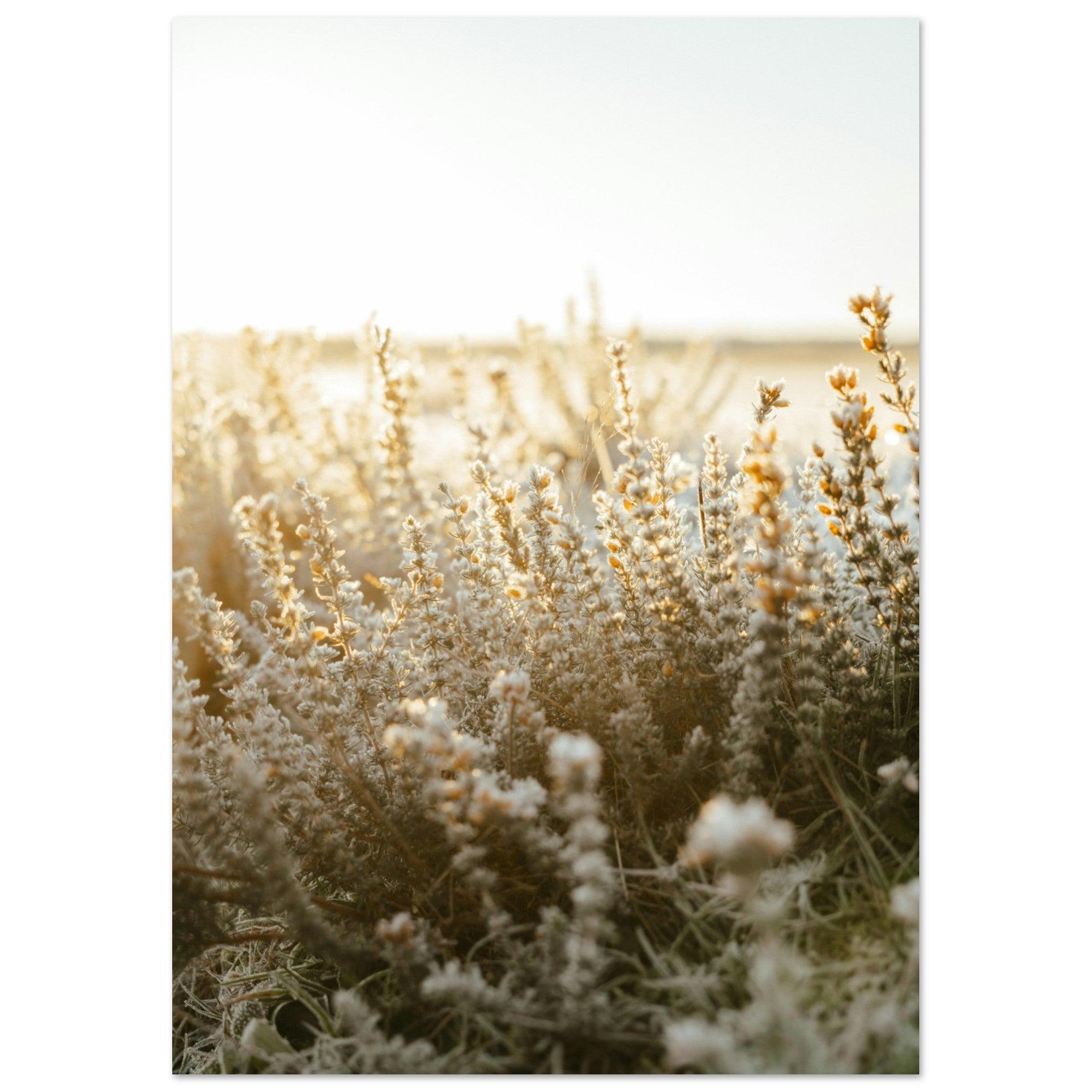 Morgentau im goldenen Licht - Printree.ch Natur, Unsplash