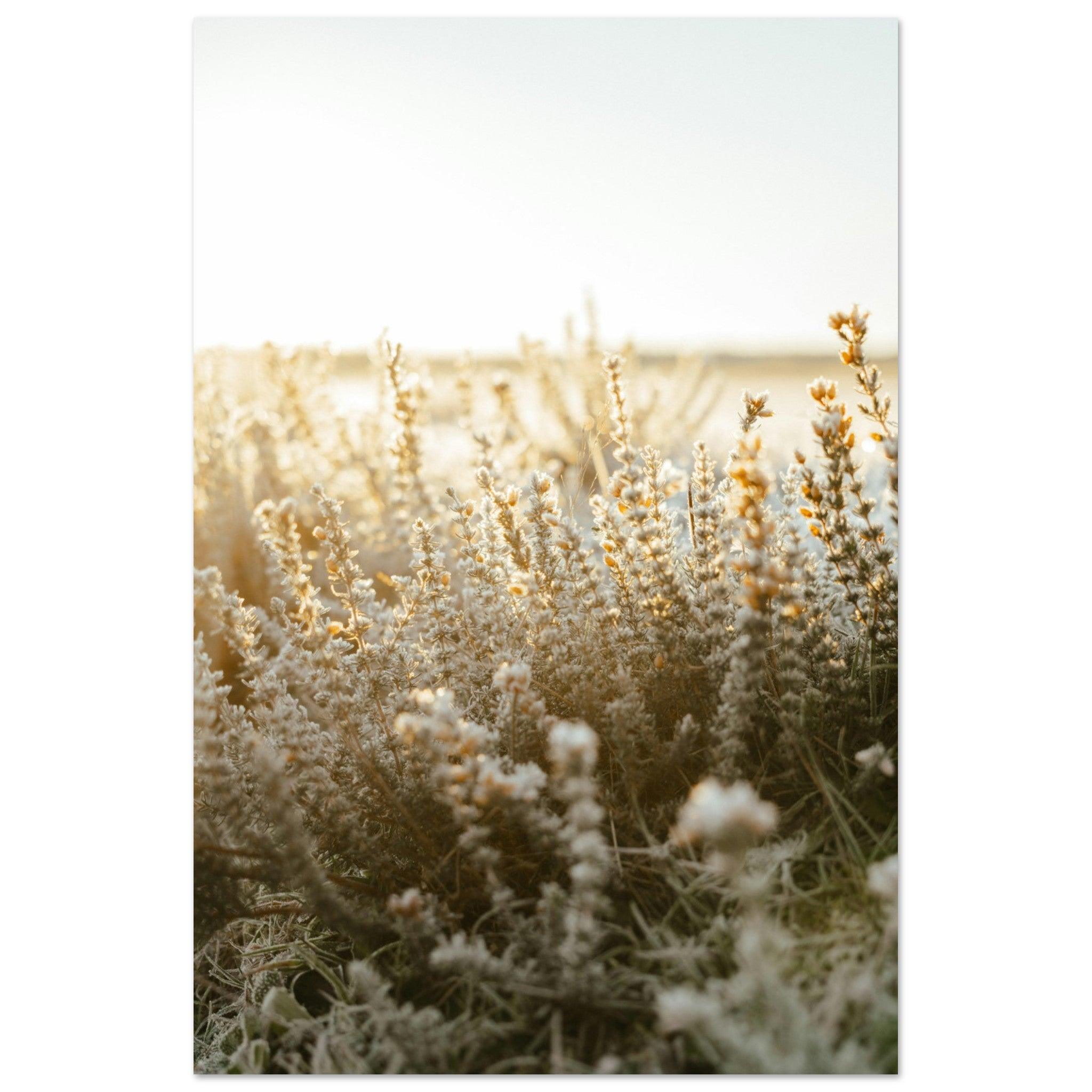 Morgentau im goldenen Licht - Printree.ch Natur, Unsplash