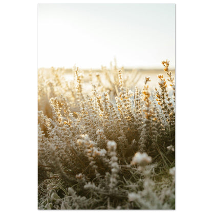 Morgentau im goldenen Licht - Printree.ch Natur, Unsplash